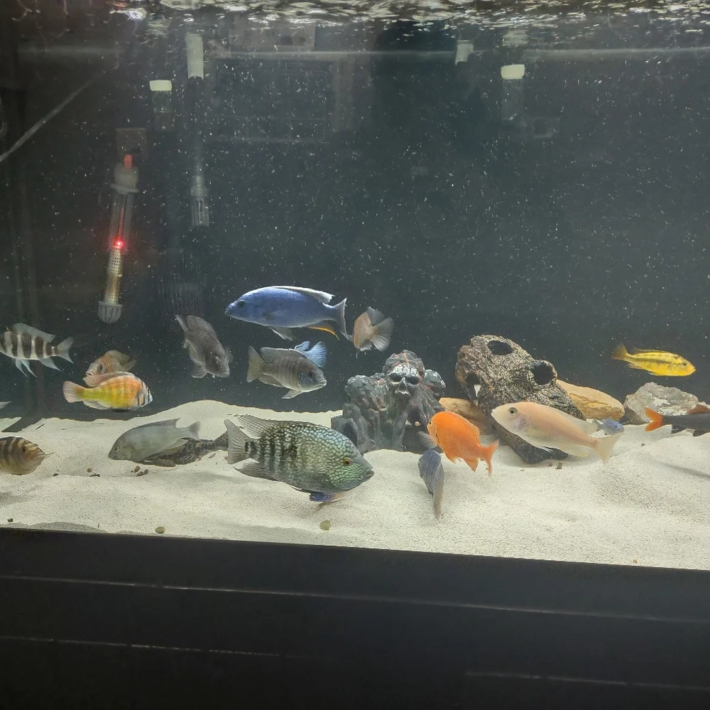 180 gallon fish tank